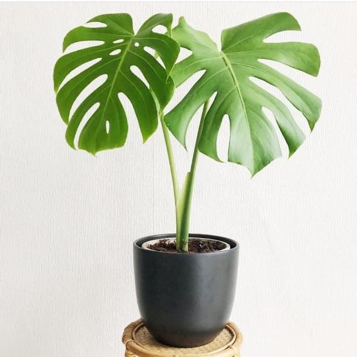 Monstera Deliciosa King